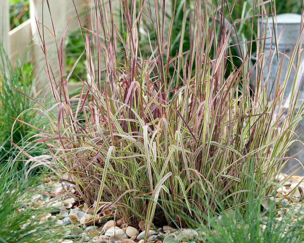 Schizachyrium 'Chameleon'