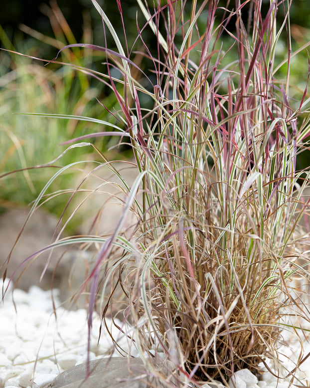 Schizachyrium 'Chameleon'