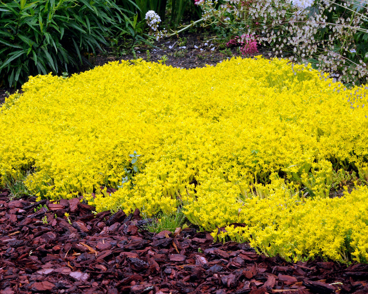 Acres Color Sedum acre (biting stonecrop) — Buy online at Farmer Gracy UK