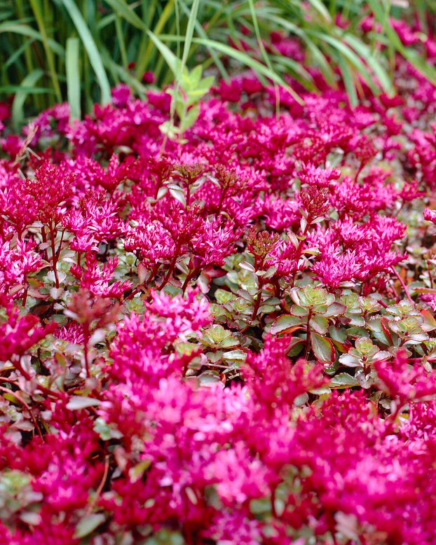 Sedum 'For Your Eyes Only'