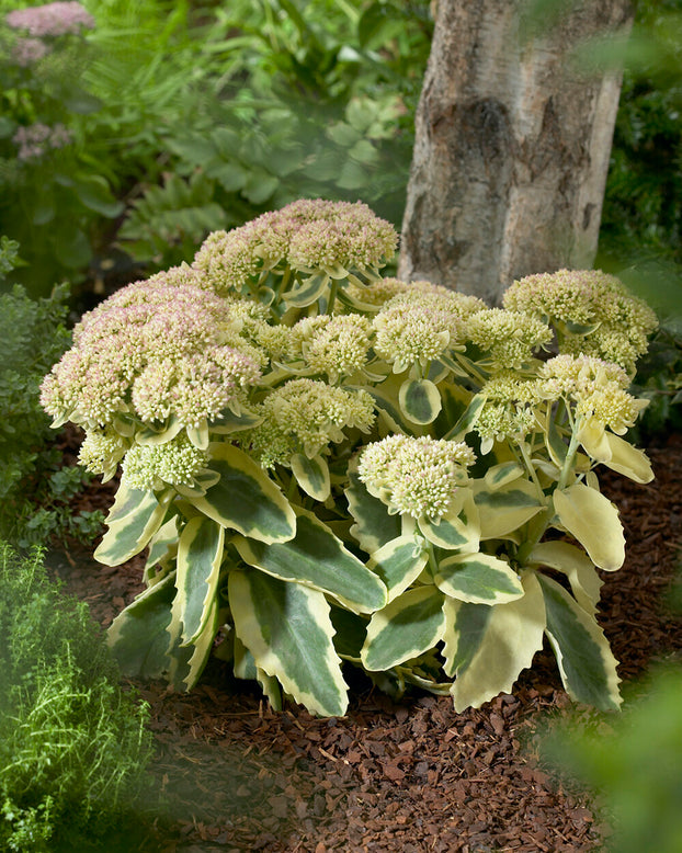 Sedum 'Lajos'