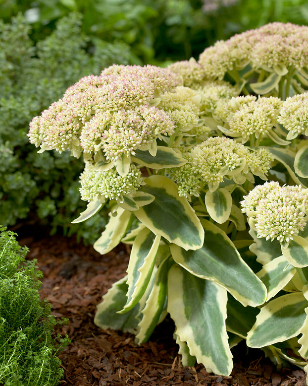 Sedum 'Lajos'