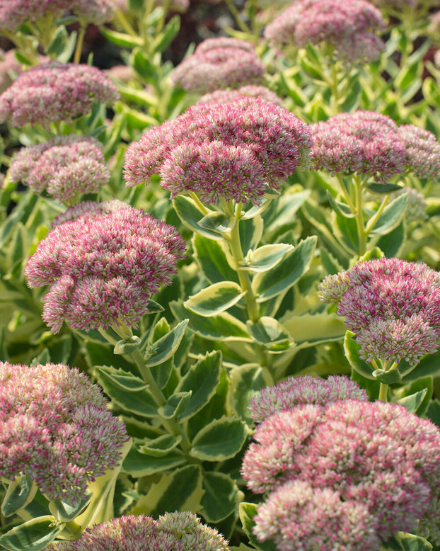 Sedum 'Lajos'