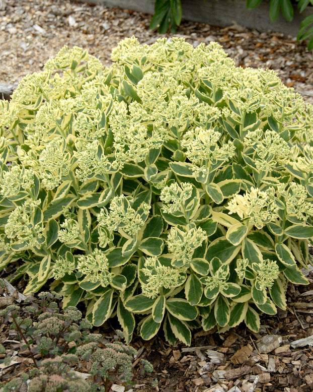 Sedum 'Lajos'