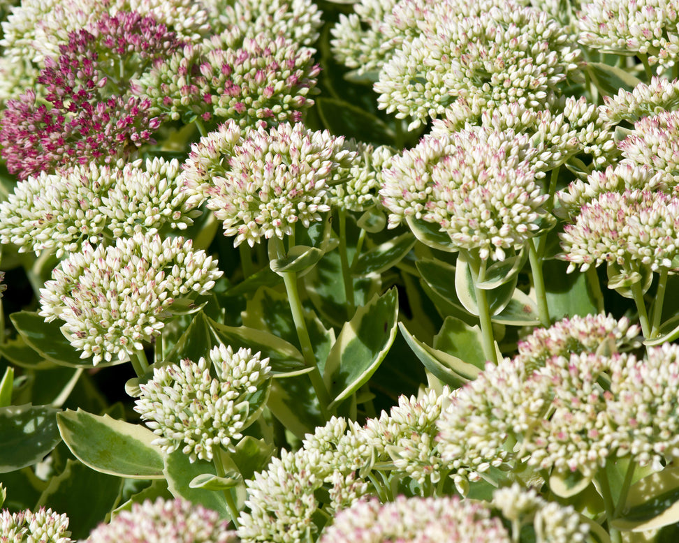 Sedum 'Lajos'