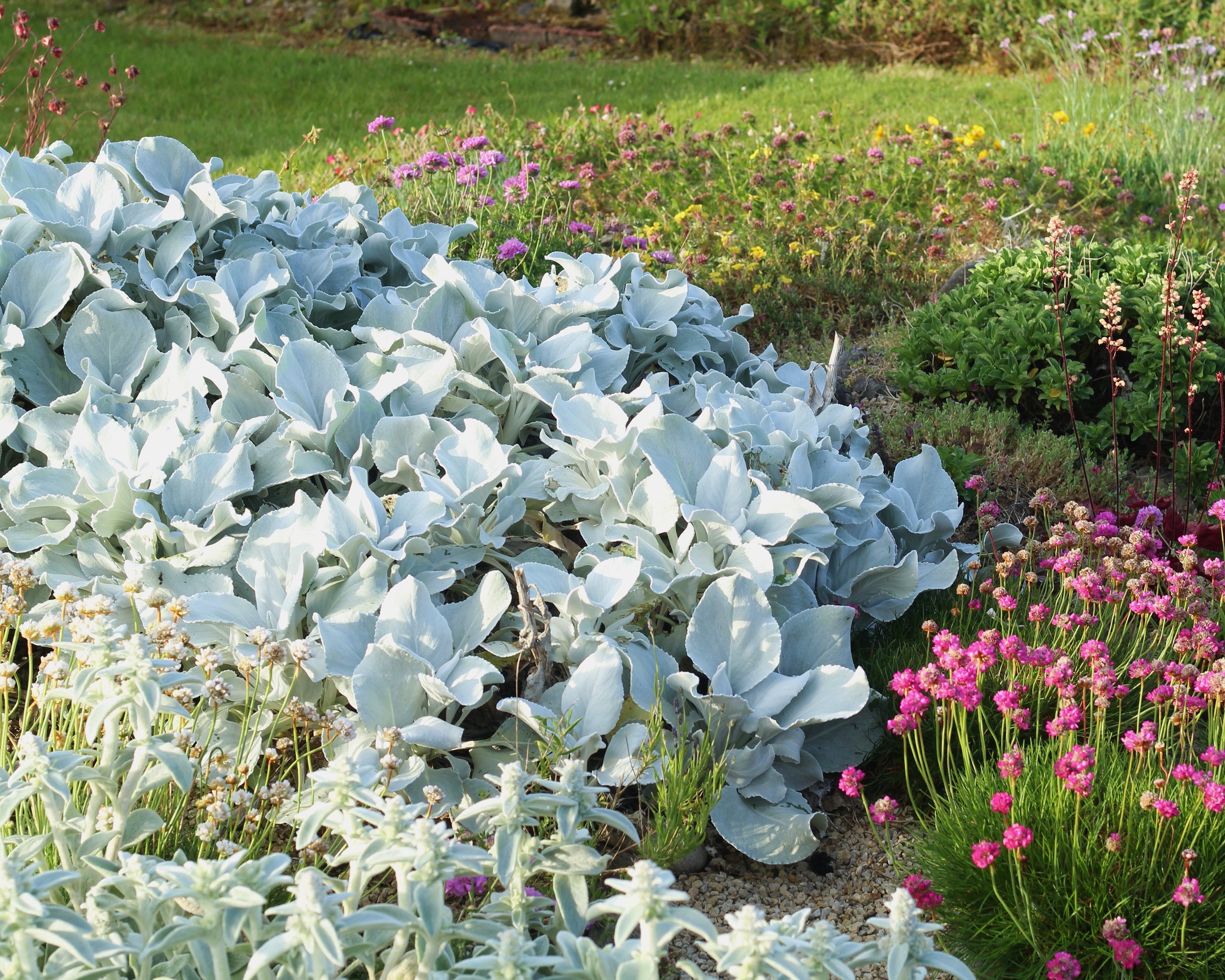 Senecio candidans 'Angel Wings' Bare roots — Buy shining-white ragwort ...