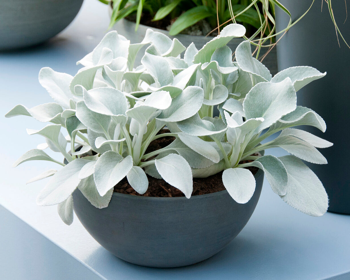 Senecio candidans 'Angel Wings' Bare roots — Buy shining-white ragwort ...
