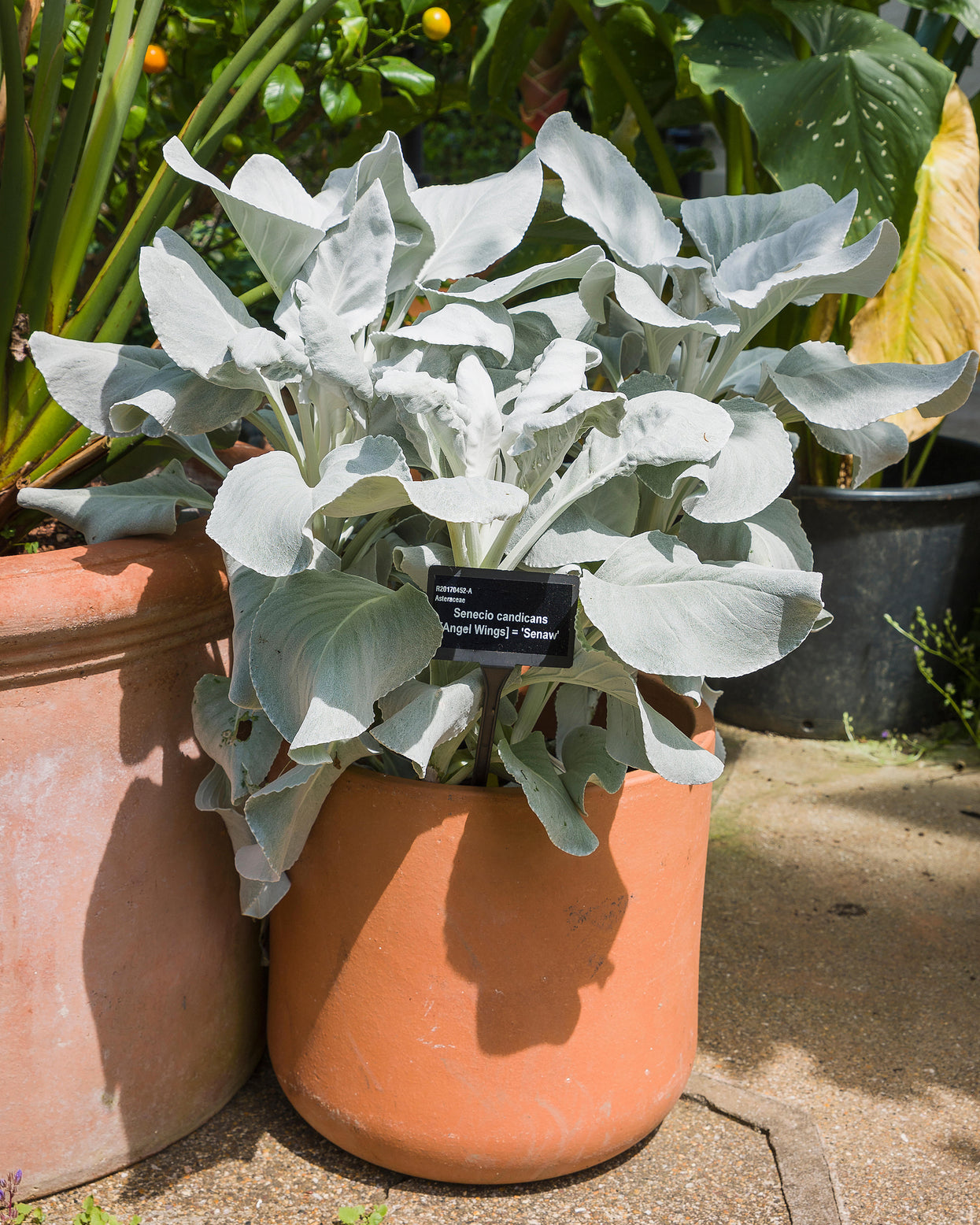 Senecio candidans 'Angel Wings' Bare roots — Buy shining-white ragwort ...