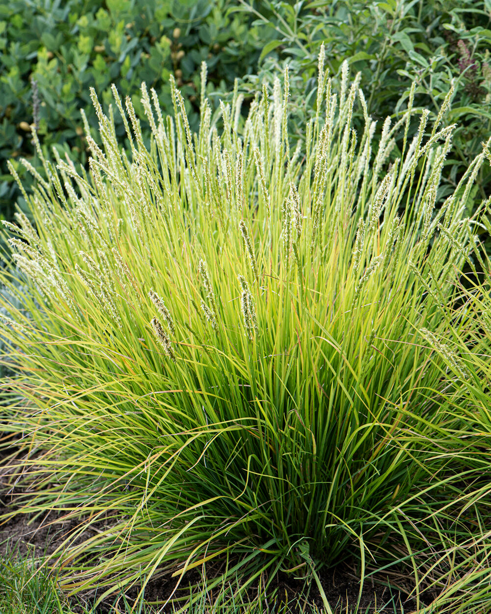 Sesleria Autumnalis autumn Moor grass Bare Roots Buy Online At Sesleria Autumnalis autumn Moor grass Bare Roots Buy Online At