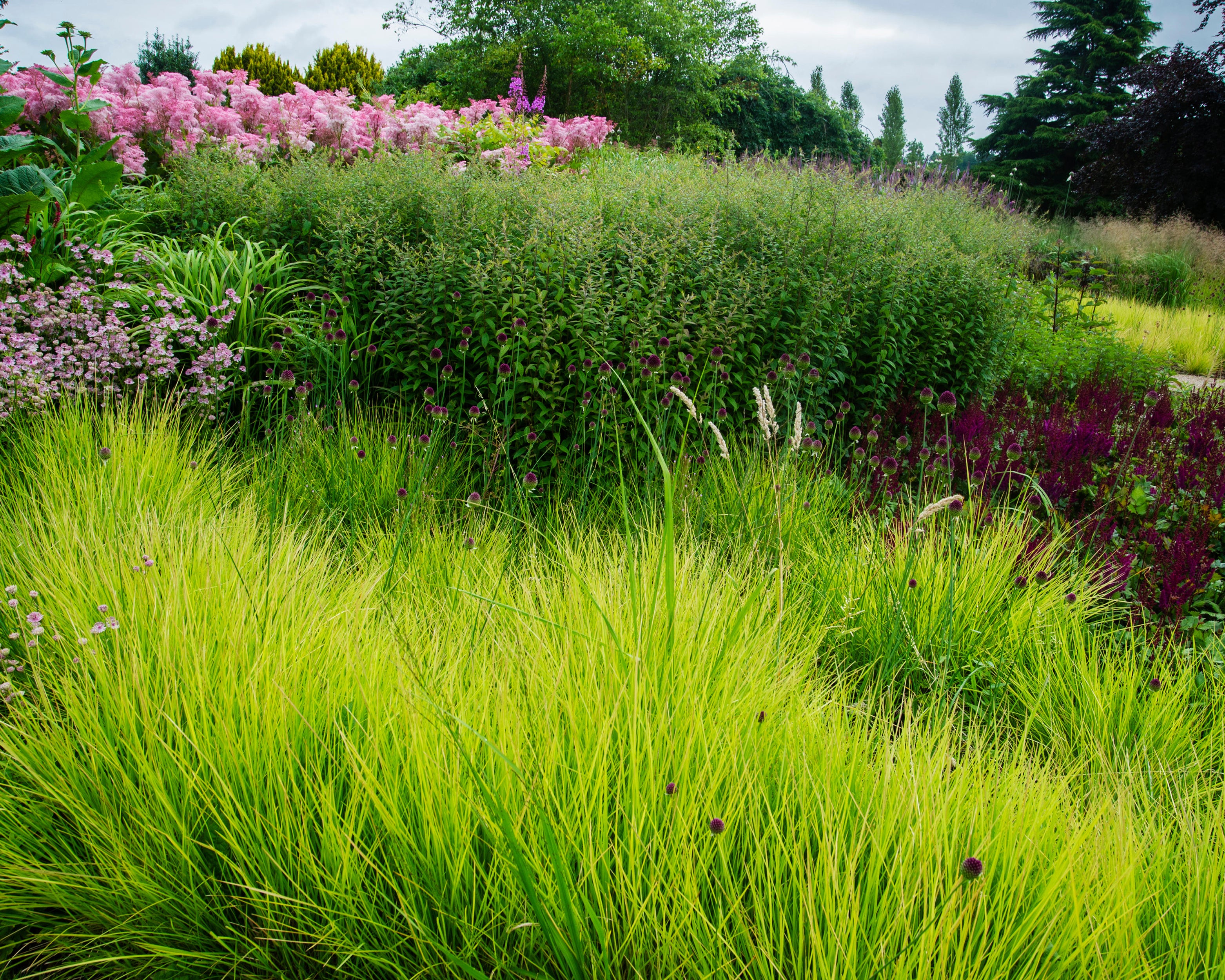 Sesleria Autumnalis autumn Moor grass Bare Roots Buy Online At sesleria-autumnalis-autumn-moor-grass-bare-roots-buy-online-at