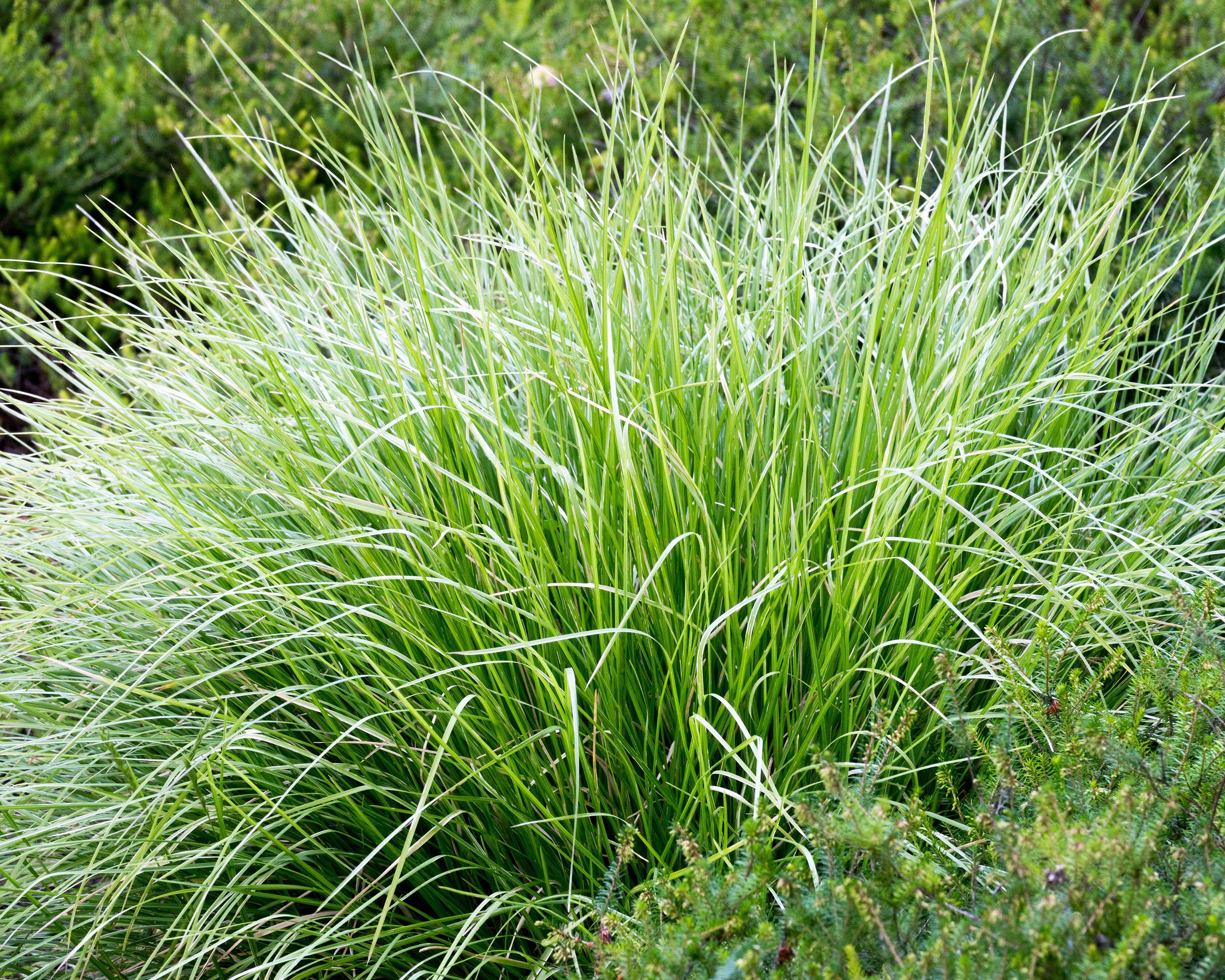 Sesleria Autumnalis autumn Moor grass Bare Roots Buy Online At Sesleria Autumnalis autumn Moor grass Bare Roots Buy Online At