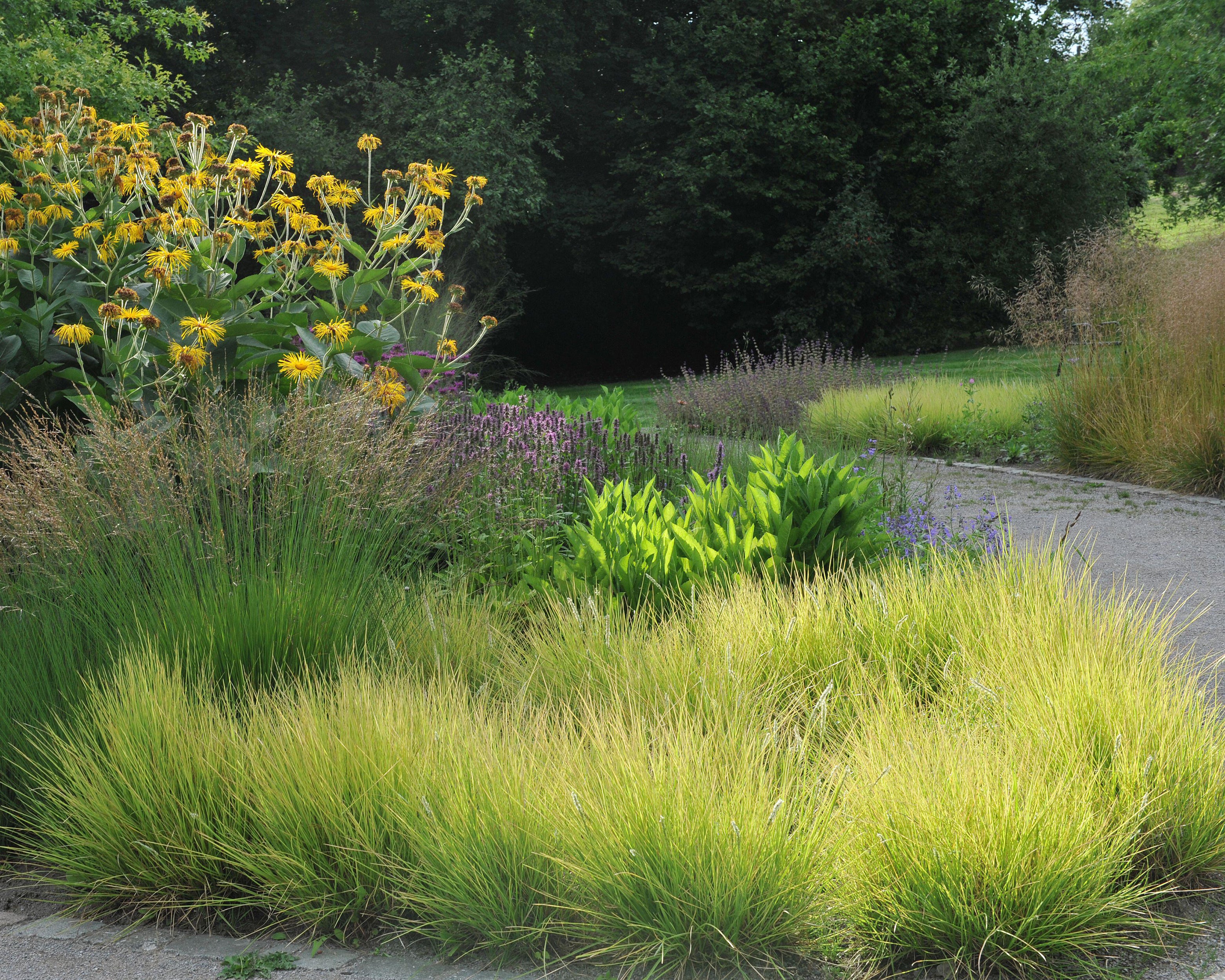 Sesleria Autumnalis autumn Moor grass Bare Roots Buy Online At sesleria-autumnalis-autumn-moor-grass-bare-roots-buy-online-at