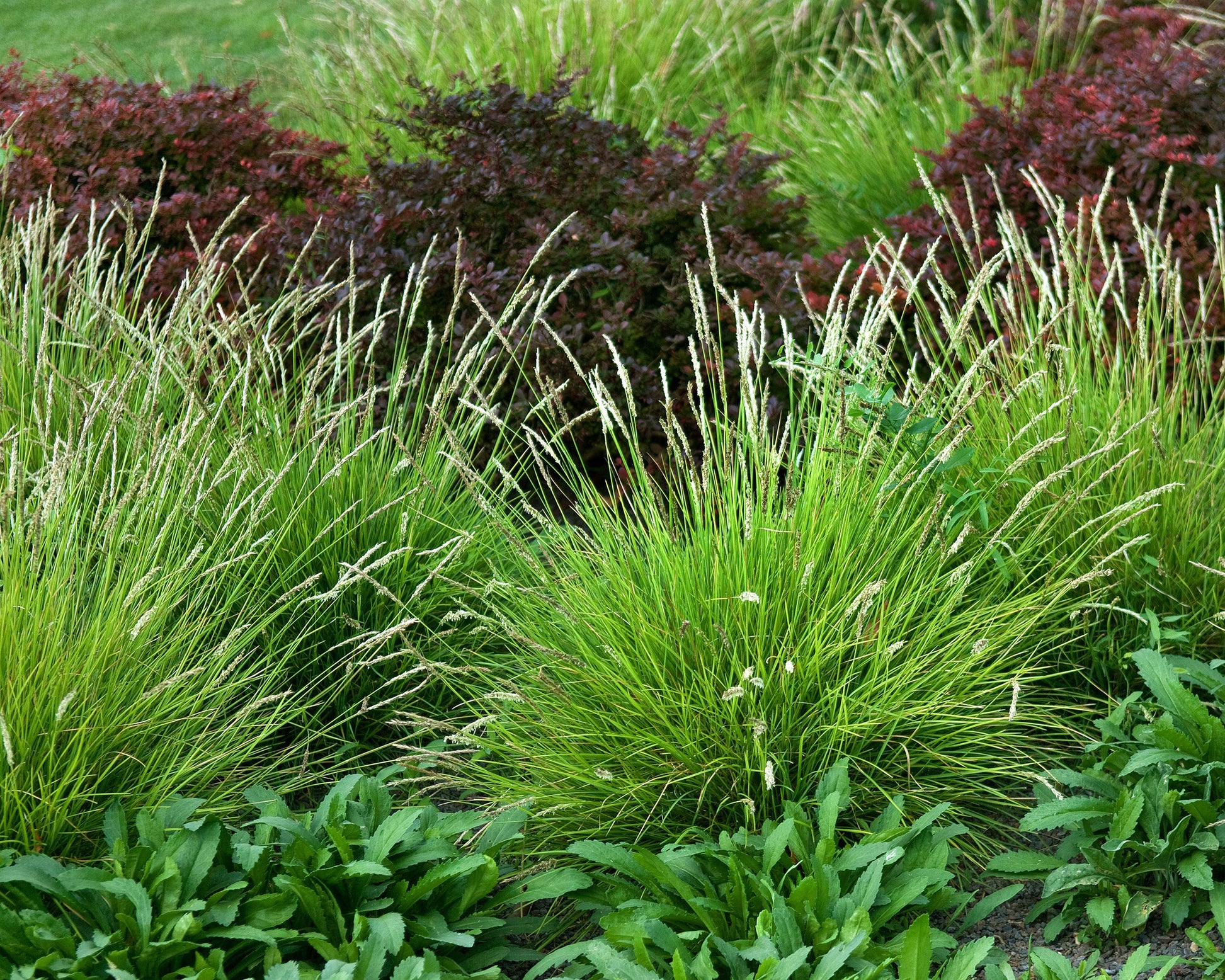 Sesleria Autumnalis autumn Moor grass Bare Roots Buy Online At sesleria-autumnalis-autumn-moor-grass-bare-roots-buy-online-at
