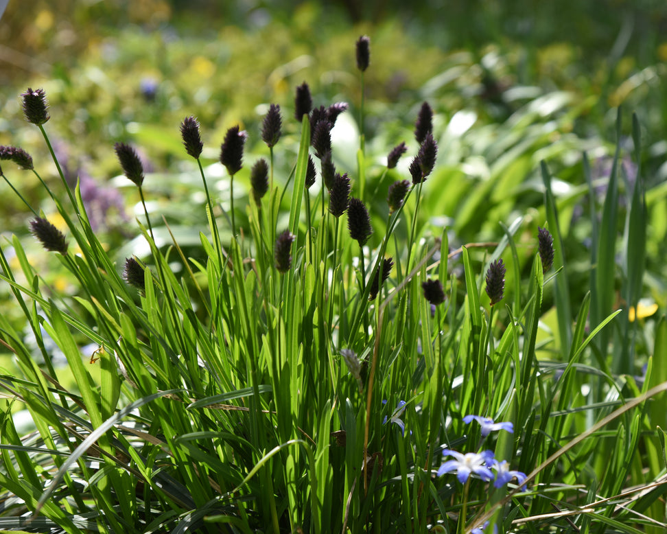 Sesleria heufleriana
