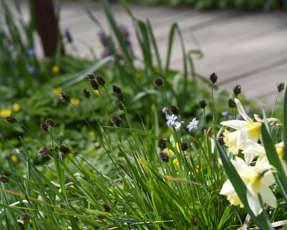 Sesleria heufleriana