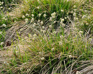 Sesleria heufleriana