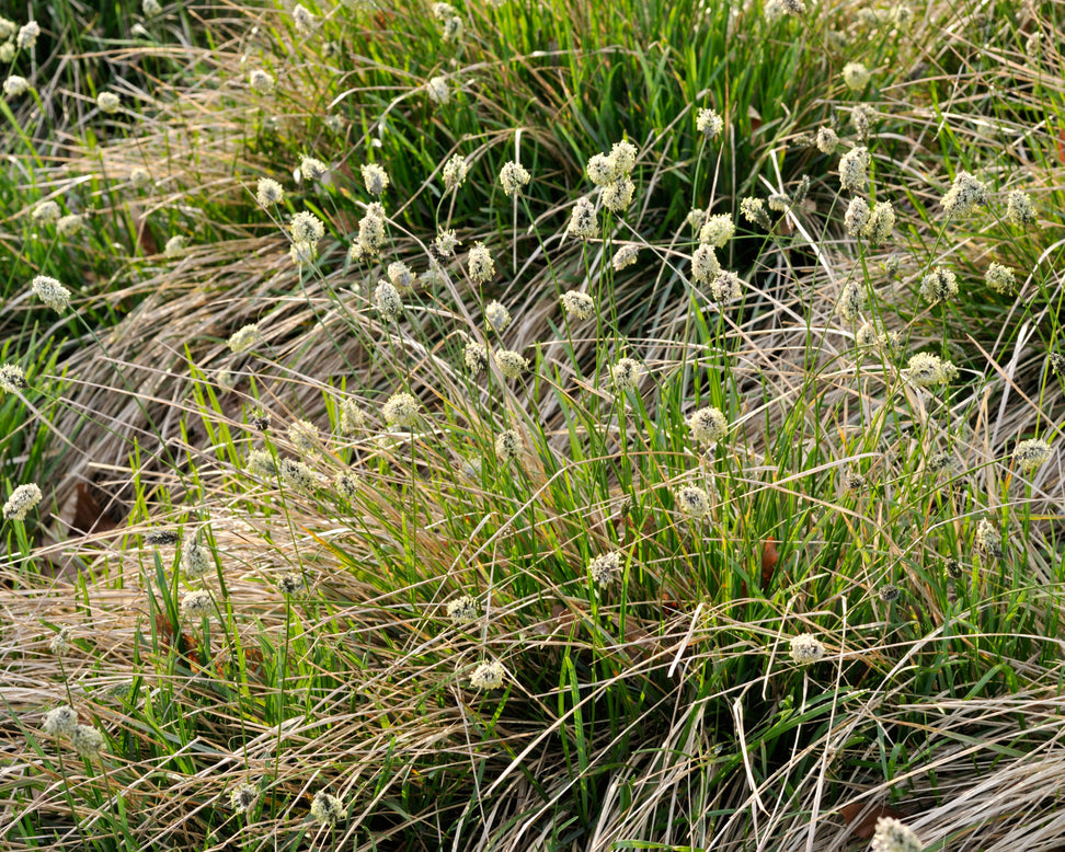 Sesleria heufleriana