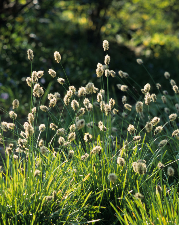 Sesleria heufleriana
