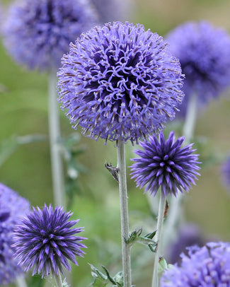 Echinops bare roots