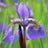 Iris sibirica