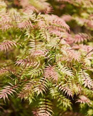 Sorbaria bare roots