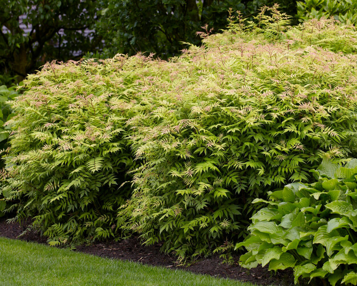 Sorbaria sorbifolia 'Sem' bare roots | Buy False Spirea online at ...