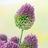 Allium sphaerocephalon