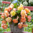 Splendide begonias