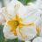 Split-cupped narcissus