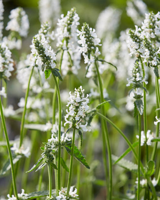 Stachys 'Summer Snowcone'