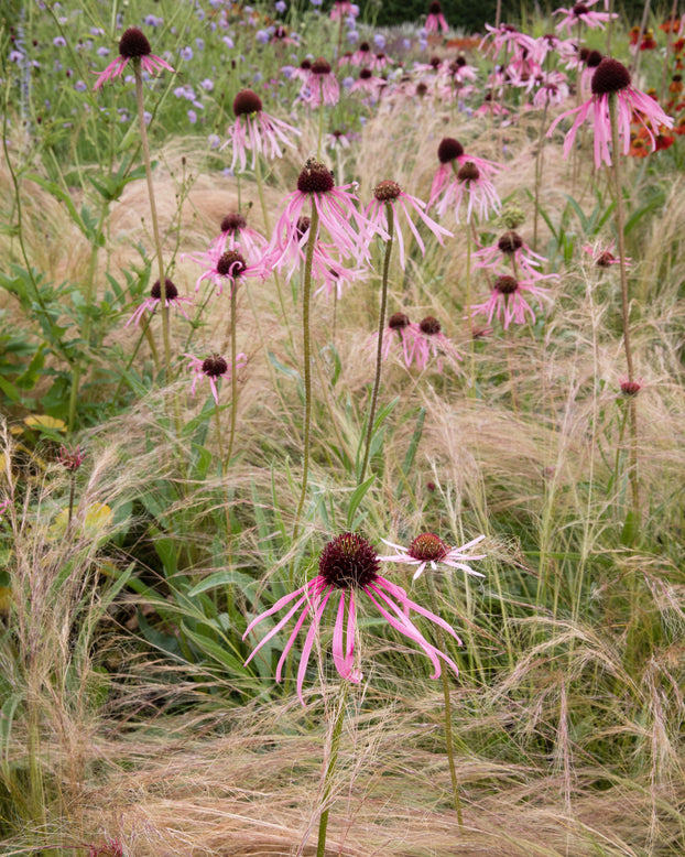 Stipa 'Ponytails'