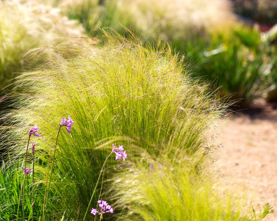 Stipa 'Ponytails'