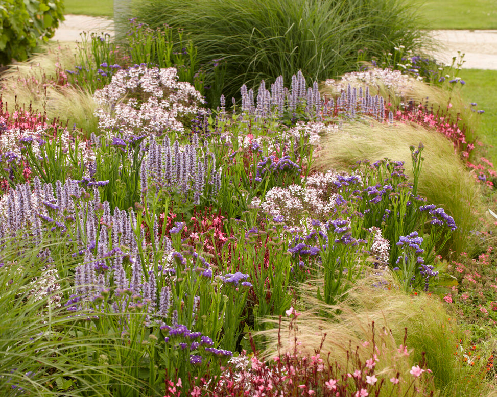 Stipa 'Ponytails'