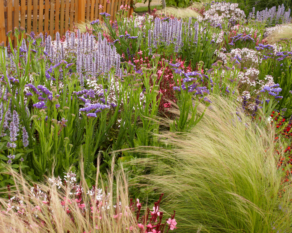 Stipa 'Ponytails'