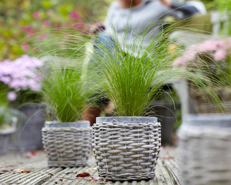 Stipa 'Ponytails'
