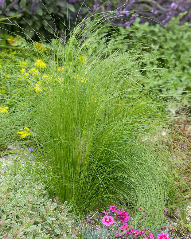 Stipa 'Ponytails'