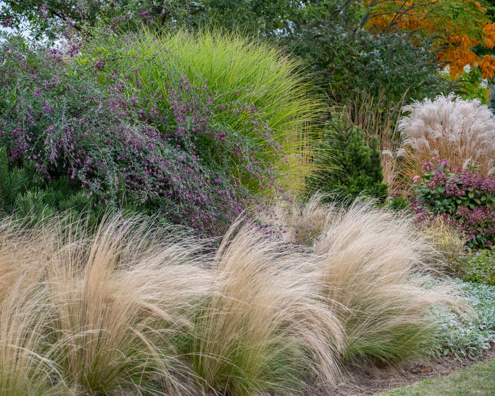 Stipa 'Ponytails'