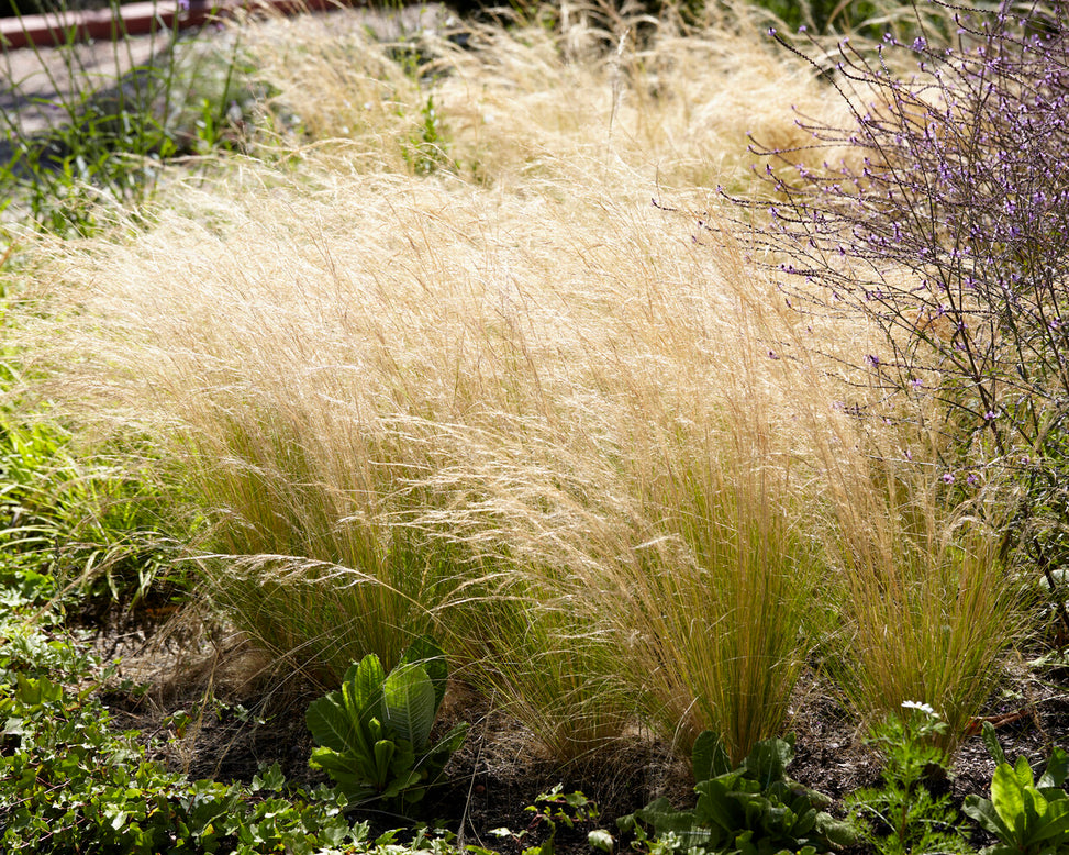 Stipa 'Ponytails'