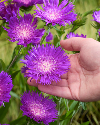 Stokesia bare roots