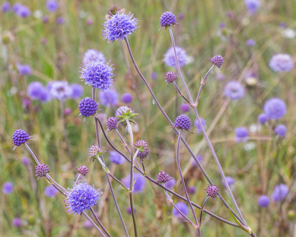 Succisa pratensis