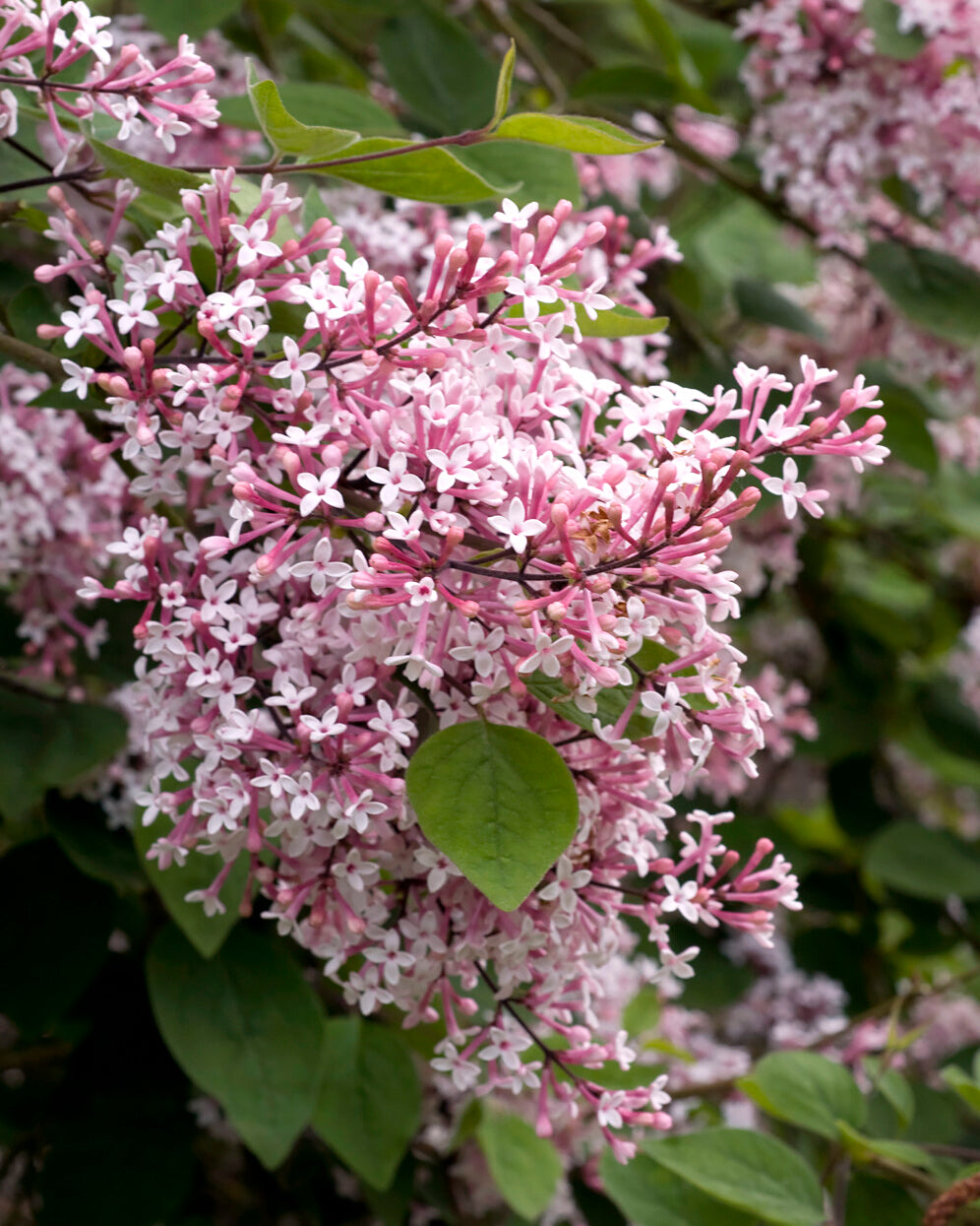 Syringa microphylla 'Superba' bare roots Buy very little leaf lilac