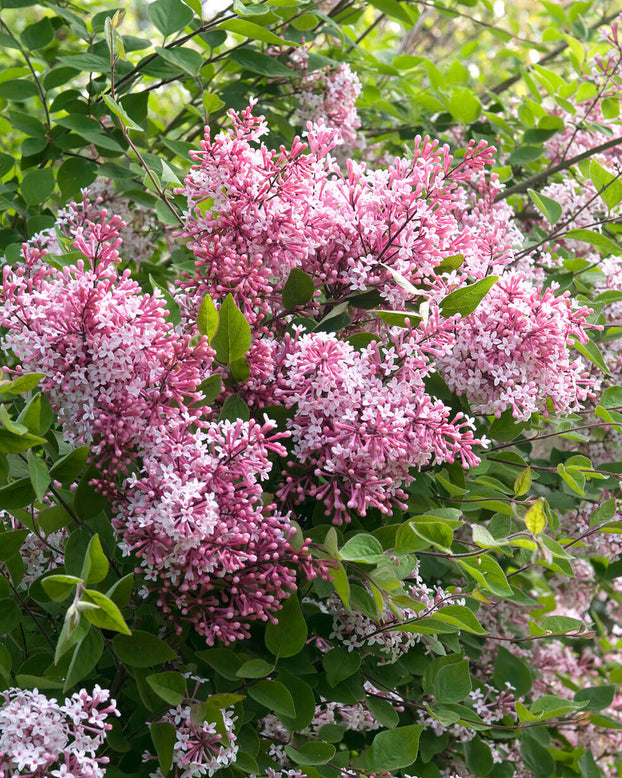 Syringa 'Superba'
