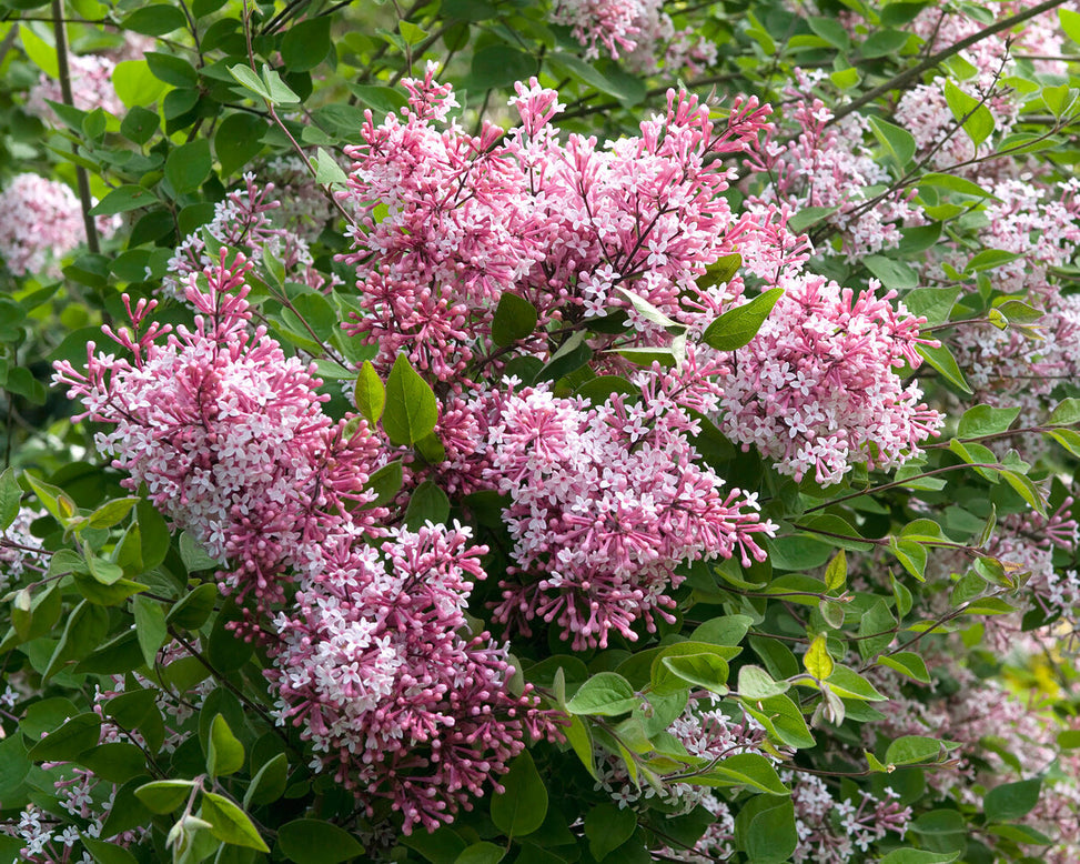 Syringa 'Superba'