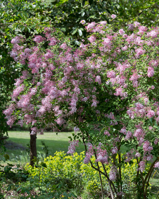 Syringa bare roots