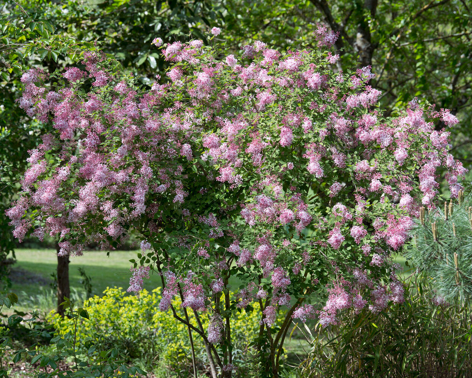 Syringa 'Superba'