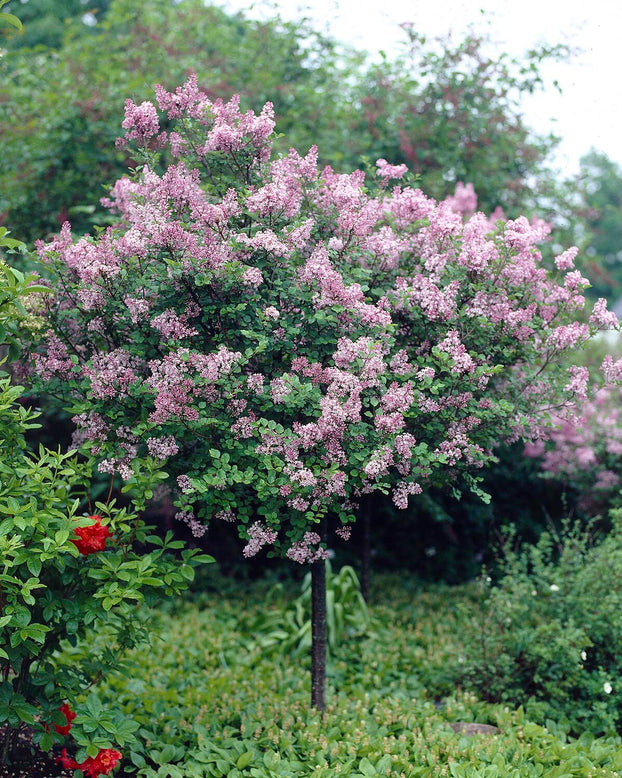 Syringa 'Superba'