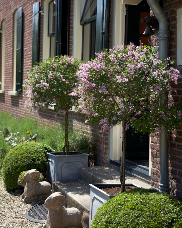 Syringa 'Superba'