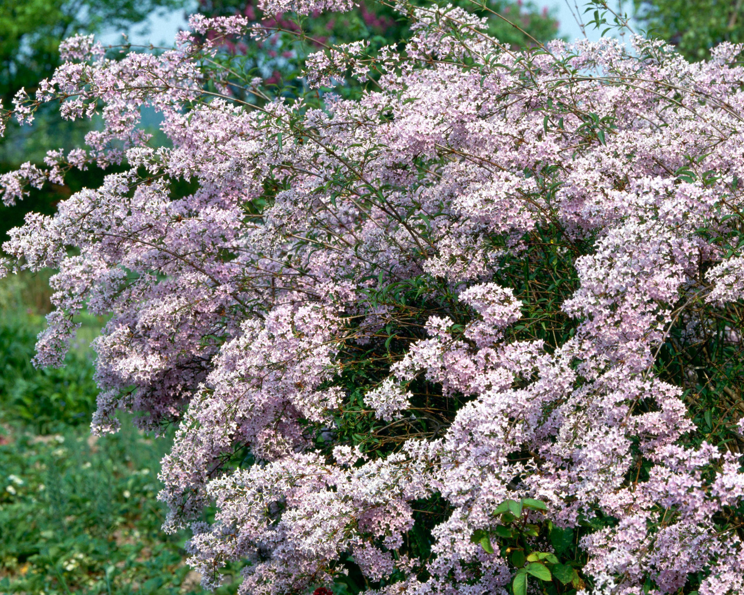Syringa microphylla 'Superba' bare roots | Buy very little leaf lilac ...
