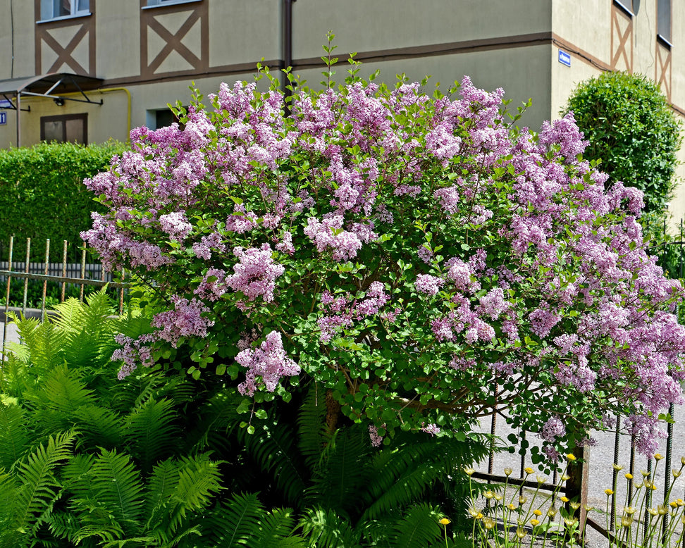 Syringa 'Superba'