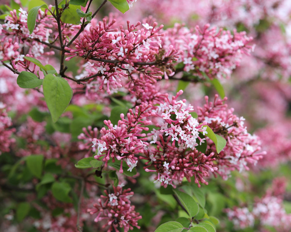 Syringa 'Superba'
